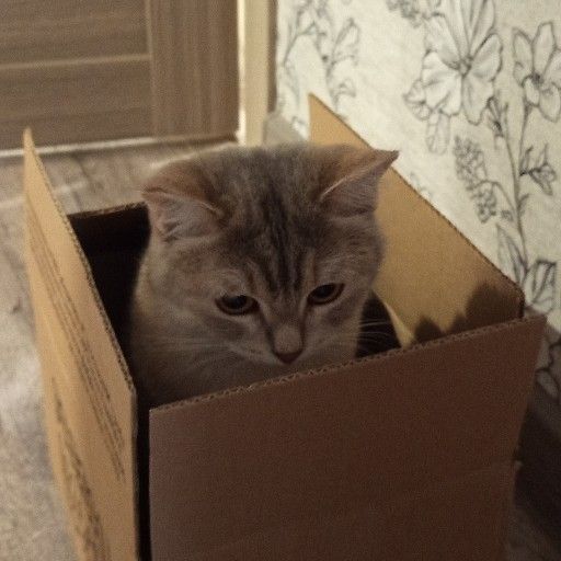 Аватар: Егор Новосельский