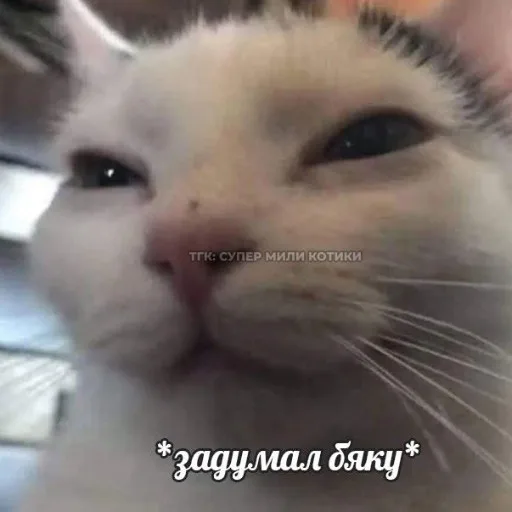 Аватар: Полина Лаврова