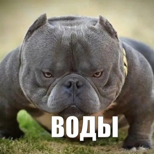 Аватар: Георгий