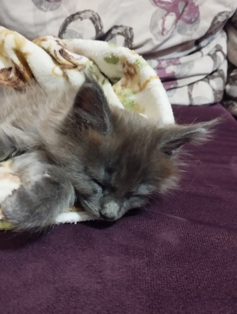 Иллюстрация к слову: Милота❤ кто любит Котиков огонёк🔥