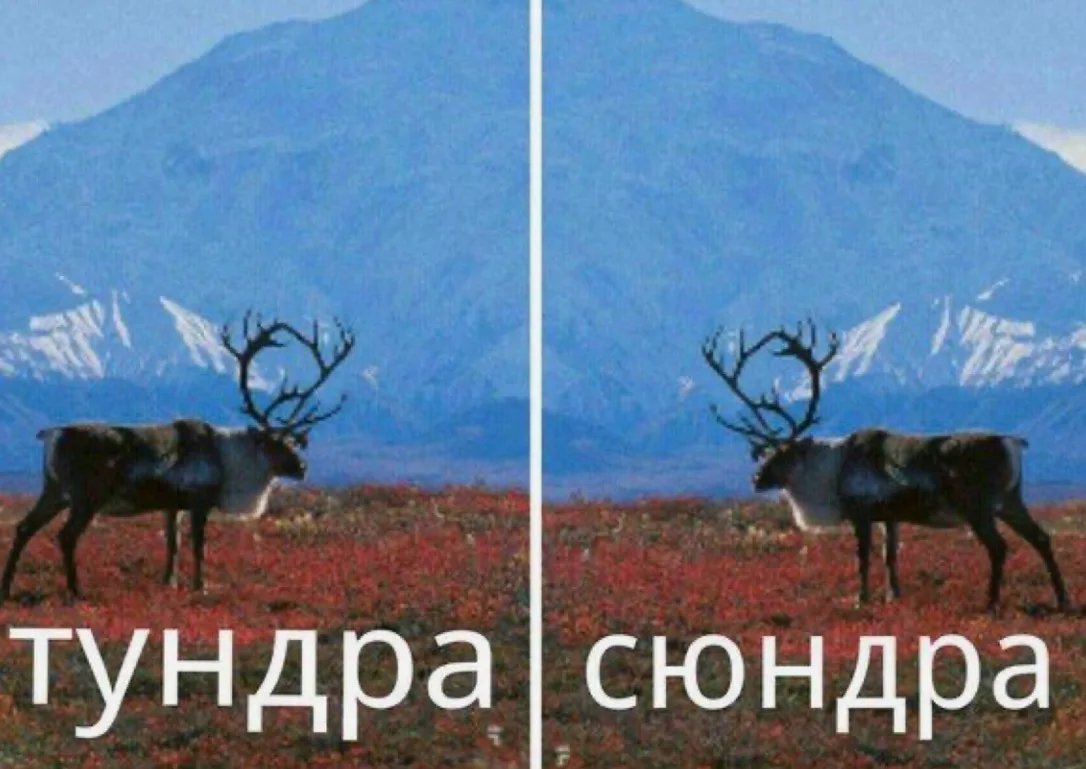 Иллюстрация к слову: Ночных мемов на ждали? А они вернулись