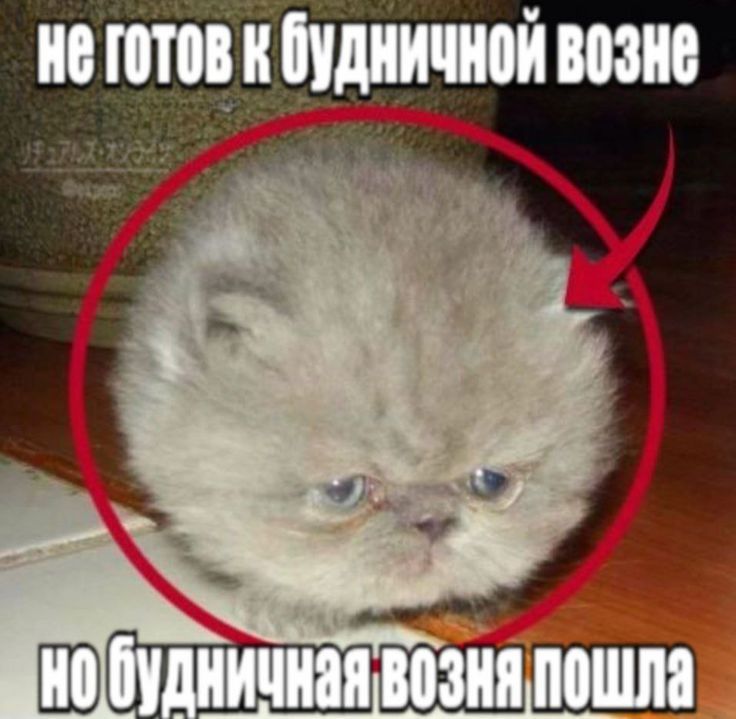 Иллюстрация к слову: Обожаю фразу: Егорство береги сызмальства Берегите себя и с…