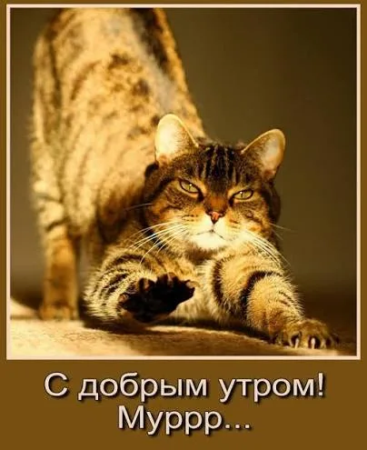 Иллюстрация к слову: С добрым утром , Егорушки и Не Егорушки! !! Желаю всем вам…