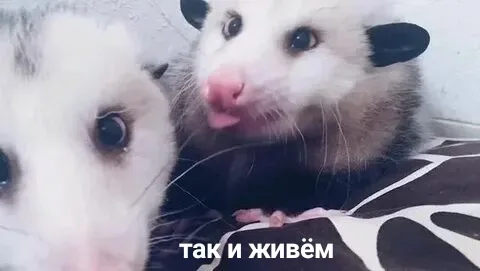 Иллюстрация к слову: У каждого Егора есть такой друг.
