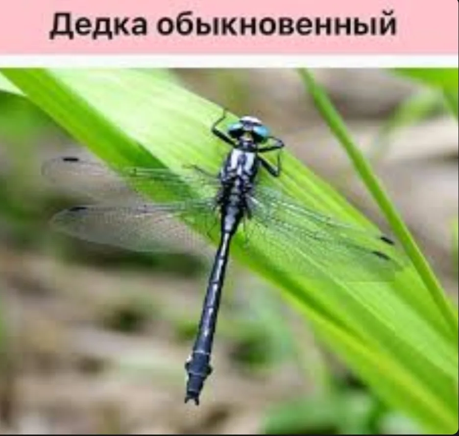 Иллюстрация к слову: Рубрика #насекомые.