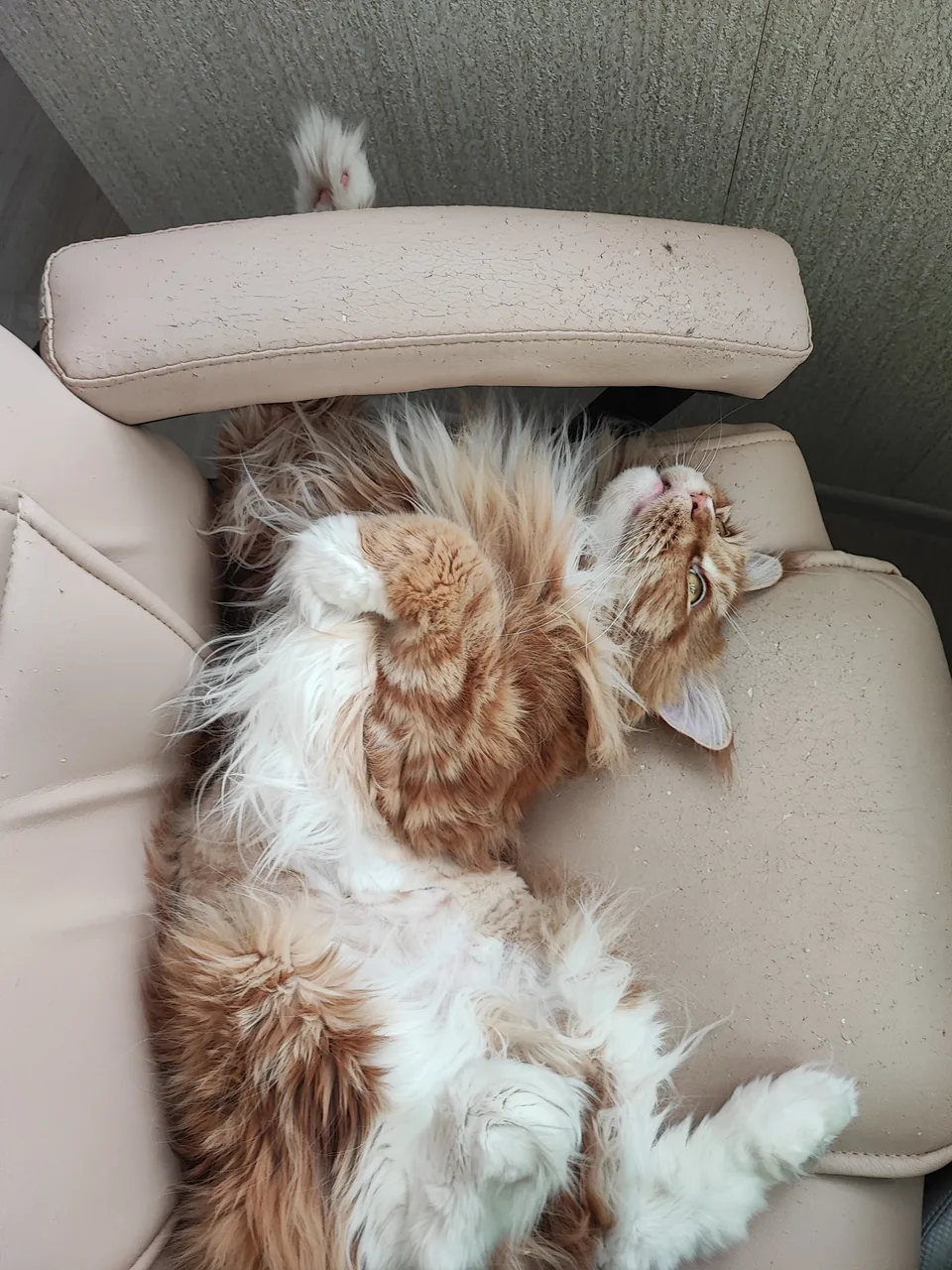 Иллюстрация к слову: Моя котость