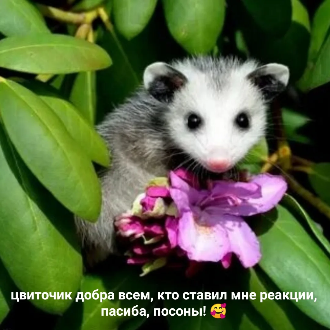 Иллюстрация к слову: Ой, это что? Я? Любимец Площади?😳 У меня 100 реакций, офиг…