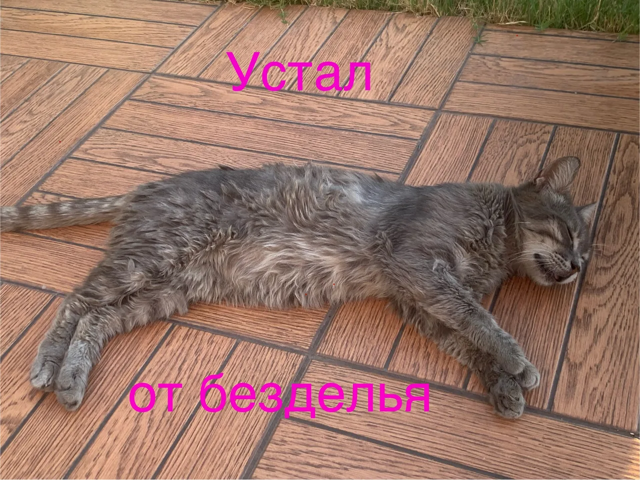 Иллюстрация к слову: Новый мем (он просто спит, не сдох)