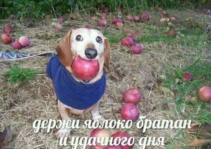 Иллюстрация к слову: Подгон