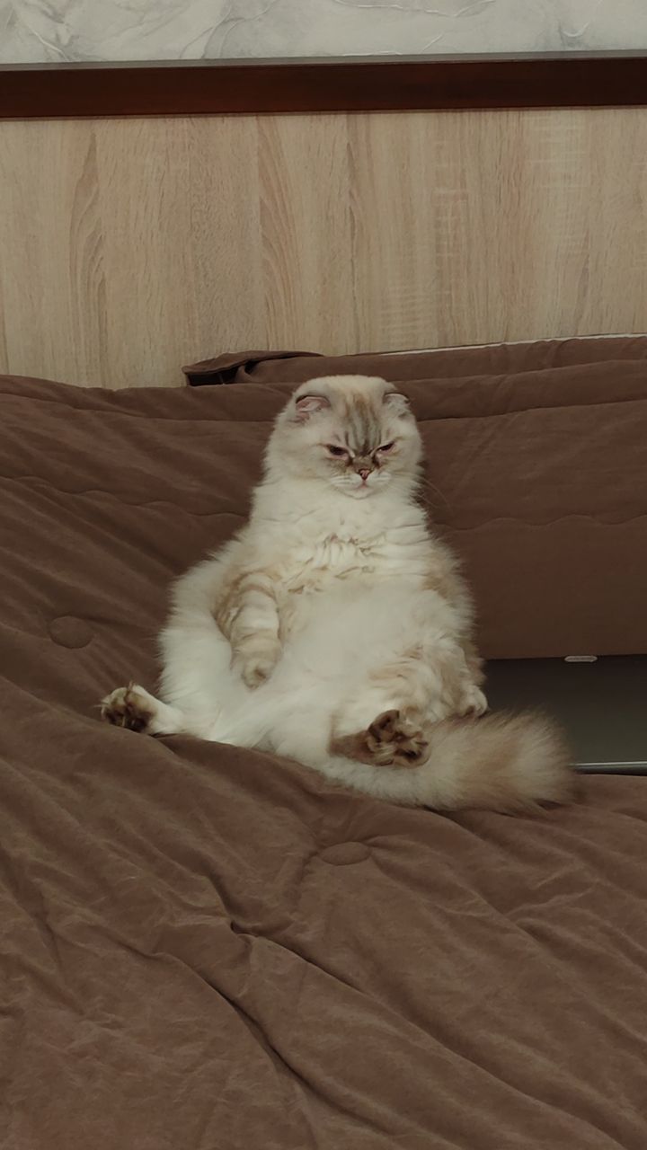 Иллюстрация к слову: Мой кот, как вам?