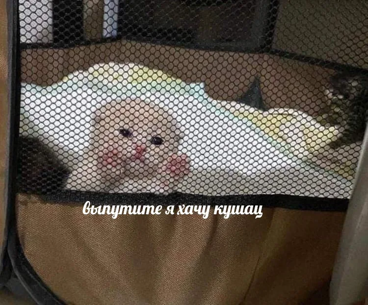Иллюстрация к слову: Все на обед