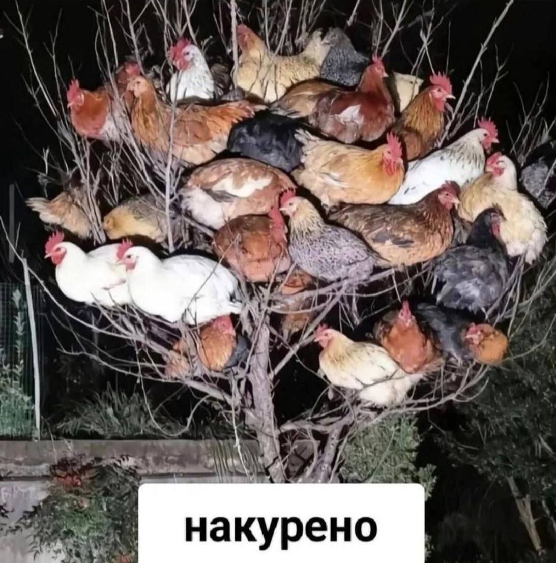 Иллюстрация к слову: 🪜🚭🐓?