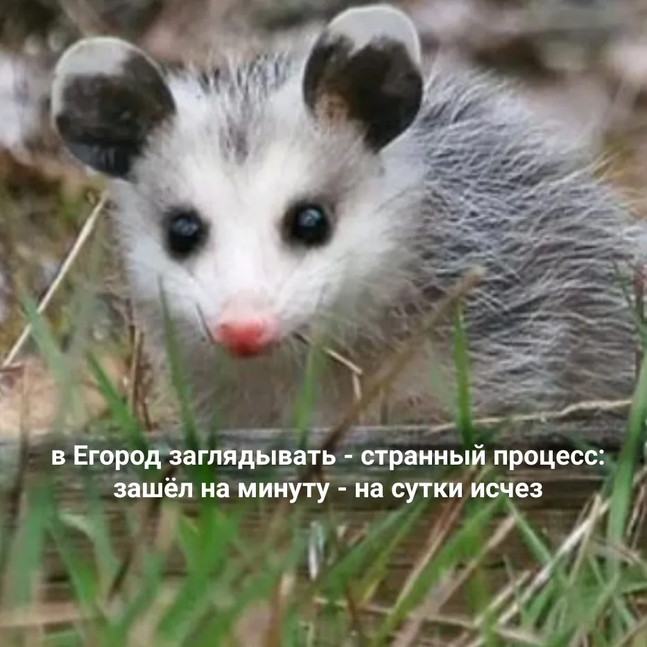 Иллюстрация к слову: #мем #мемегород