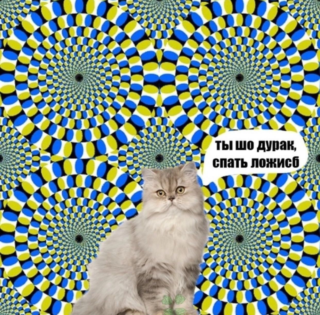 Иллюстрация к слову: 🫵👀🐱?