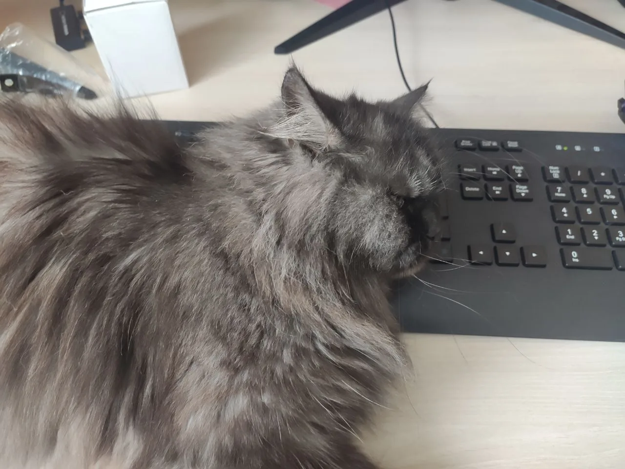 Иллюстрация к слову: Егор Иишнов: Котик на этот раз решил, что **внимание** ему…