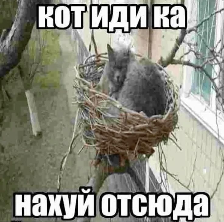 Иллюстрация к слову: Егор дебилов