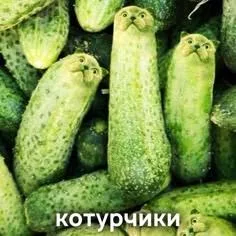 Иллюстрация к слову: котурчики