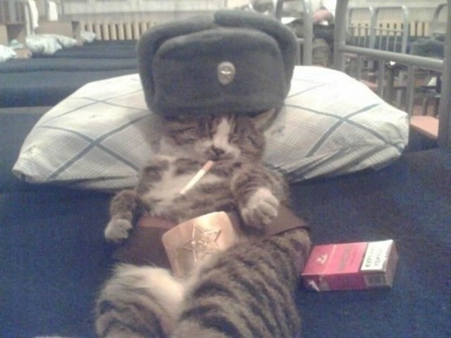 Иллюстрация к слову: Кот Егор