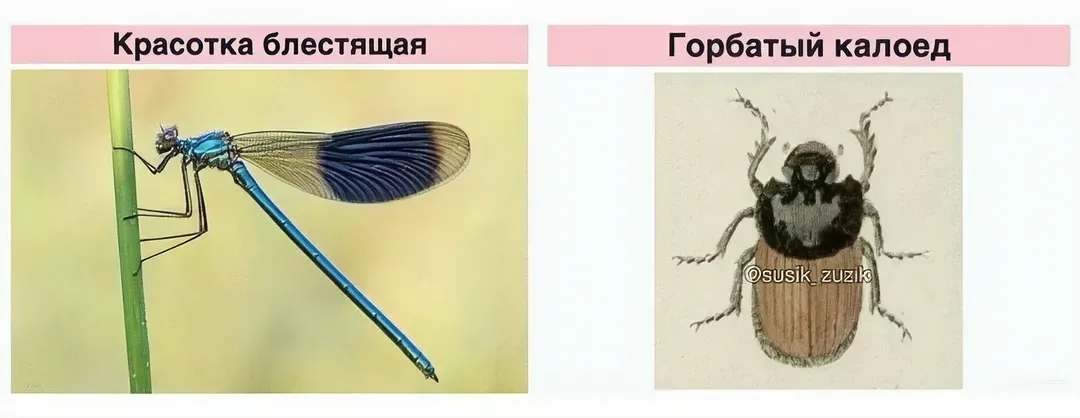 Иллюстрация к слову: Угадайте, кто я в этой паре) Пы. Сы. Эт я с женой💫