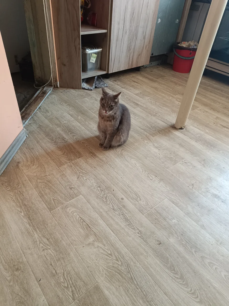 Иллюстрация к слову: Ещё одна моя котость