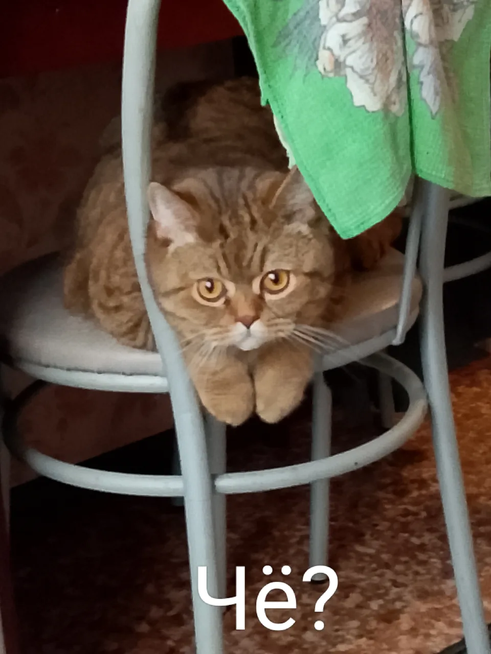 Иллюстрация к слову: Кот Шредингëра, это кот, который может юыть как жив, так и…