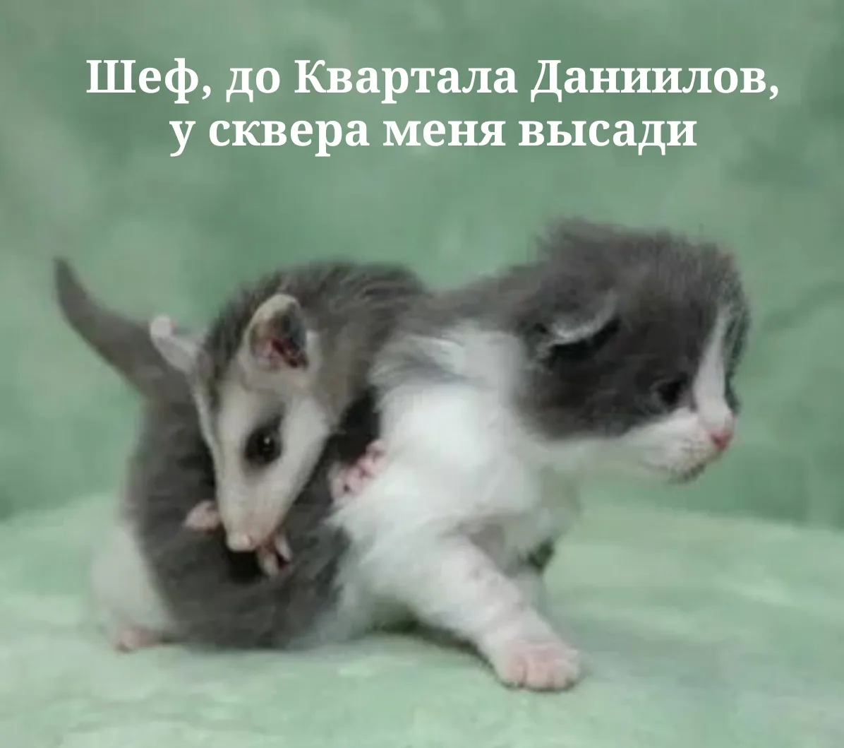 Иллюстрация к слову: Лена еГорбовская