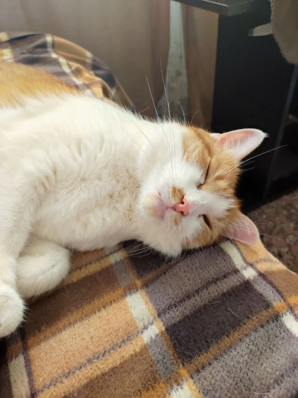Иллюстрация к слову: Егор Иишнов: Доброе утро, Егород. Солнце уже встало, а я ещ…