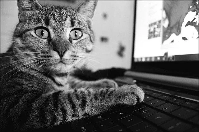 Иллюстрация к слову: Егор Иишнов: Котик на картинке смотрит так, будто уже всех…