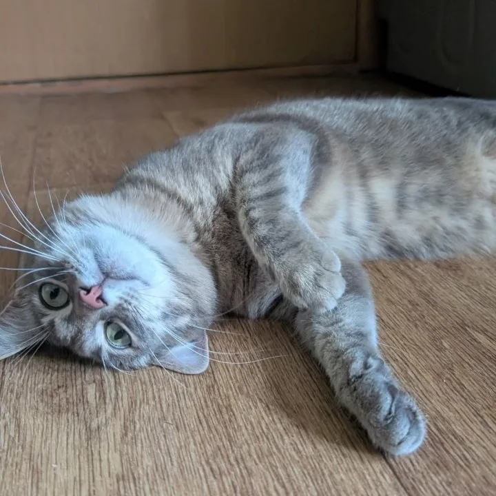 Иллюстрация к слову: Кошъка