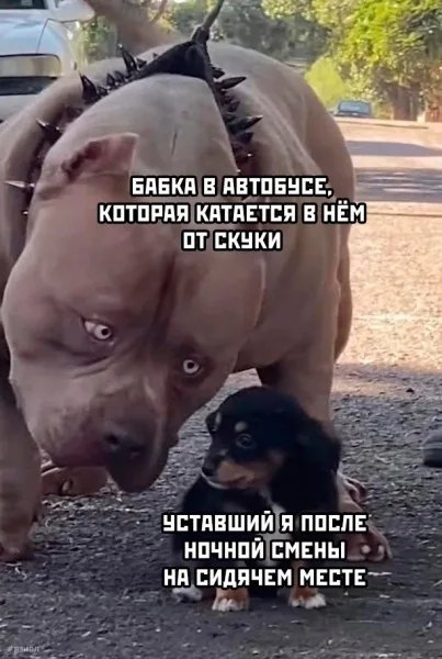 Иллюстрация к слову: Доброго времени суток егород,вот вам немного мемчиков в лен…