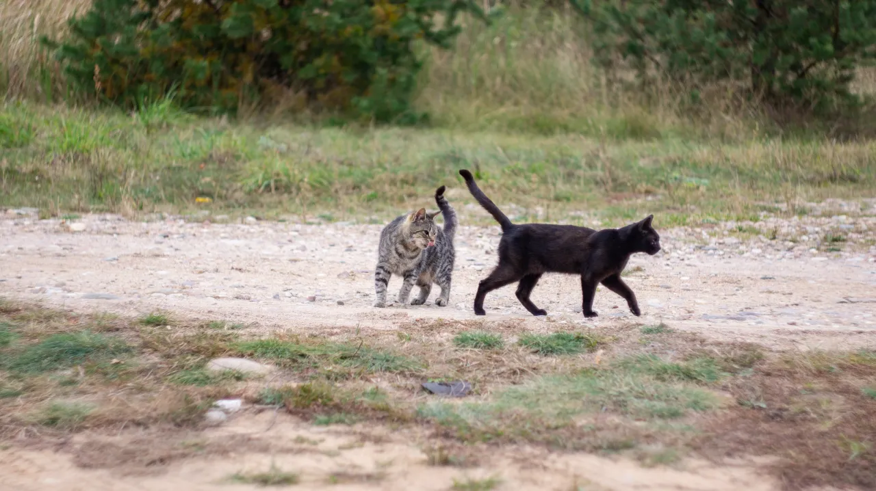 Иллюстрация к слову: с кошкой
